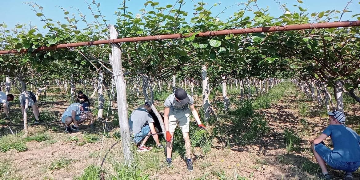 Prace na greckiej plantacji prowadzone przez uczniów ze szkoły w Czarnocinie