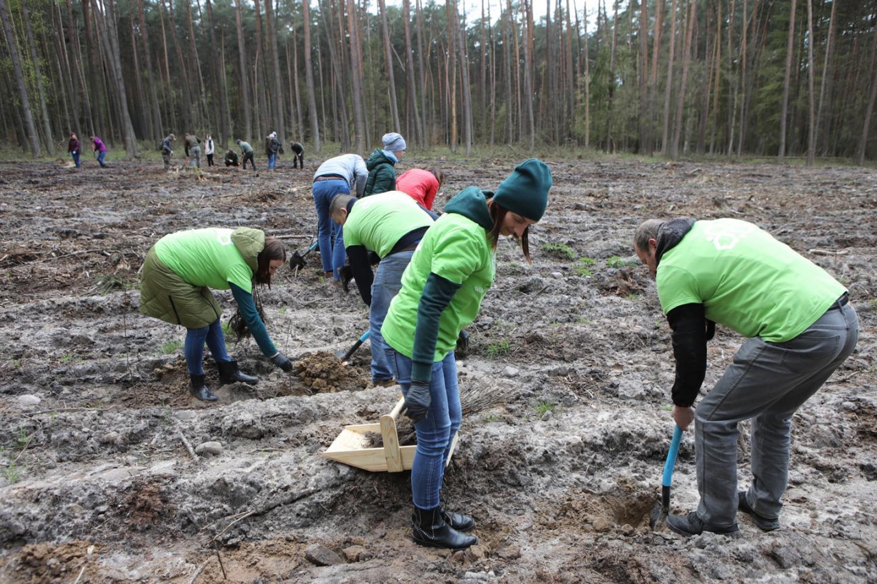 Osoby w zielonych kamizelkach sadzą drzewka