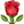 Róża