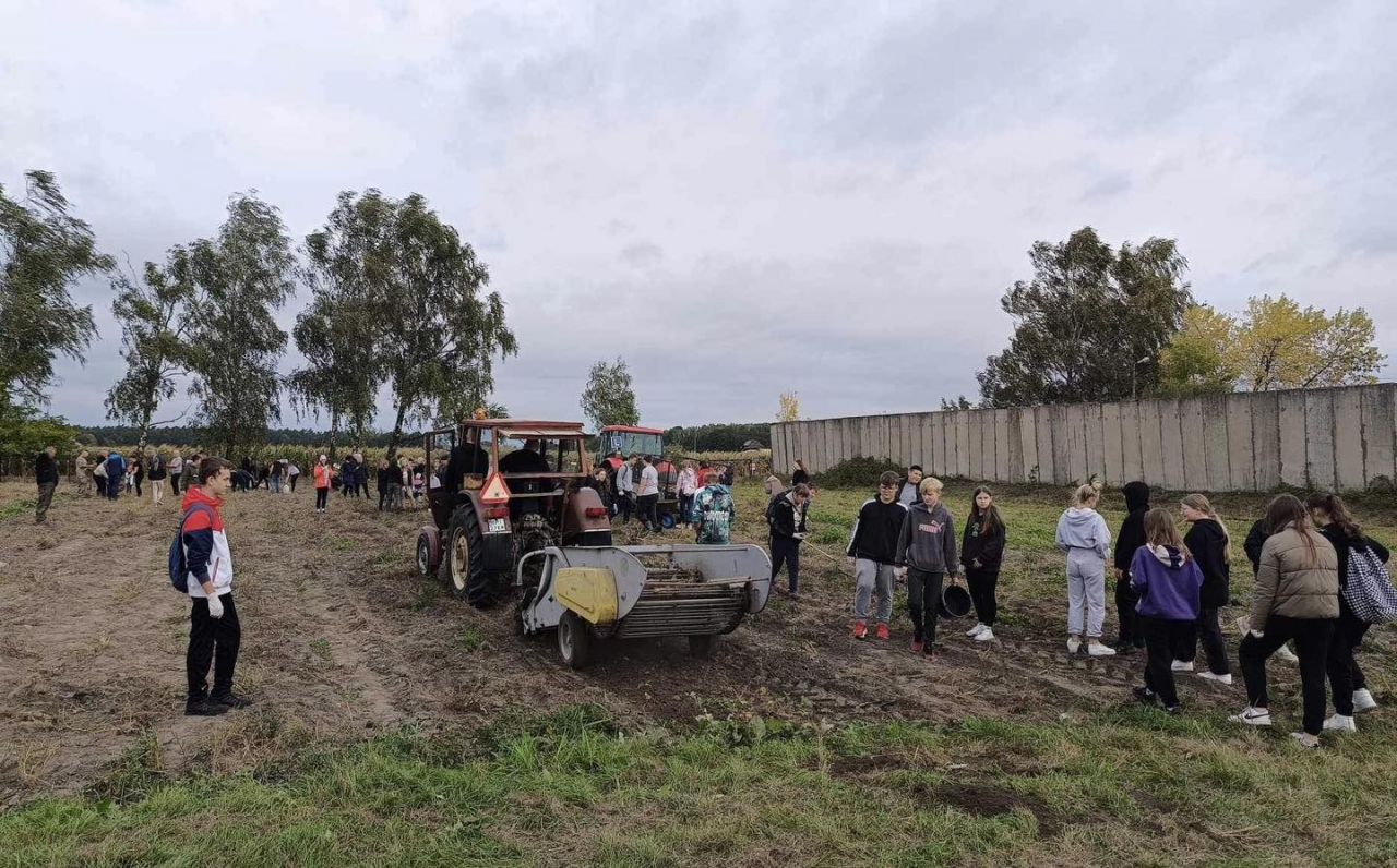 Uczestnicy wykopków podczas zbierania ziemniaków