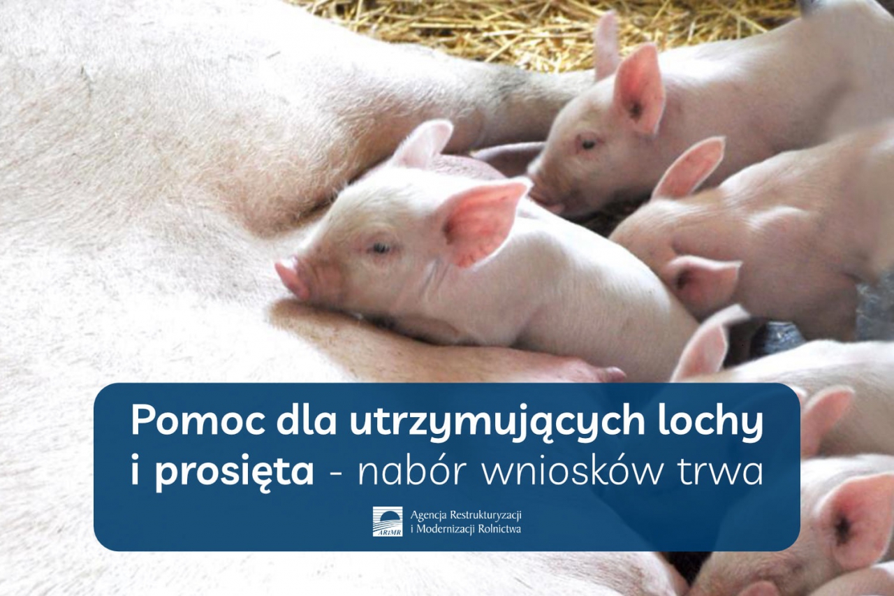 Pomoc dla utrzymujących lochy i prosięta – nabór wniosków trwa, a ARiMR wypłaca już wsparcie