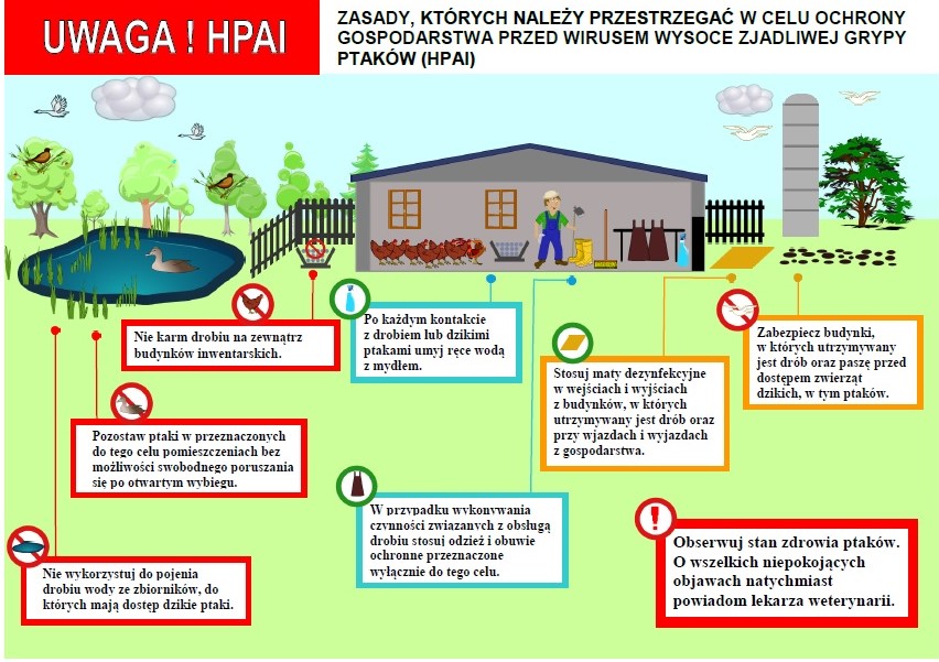  Grafika przestawiająca o zasadach bioasekuracji w zakresie grypy ptaków HPAI.  Zasady, których należy przestrzegać w celu ochrony gospodarstwa przed wirusem HPAI:      Zabezpiecz budynki, w których utrzymywany jest drób oraz paszę przed dostępem do dzikich zwierząt, w tym ptaków.     Stosuj maty dezynfekcyjne w wejściach i wyjściach z budynków, w których utrzymywany jest drób oraz przy wjazdach i wyjazdach z gospodarstwa.     Nie karm drobiu na zewnątrz budynków inwentarskich.     Pozostaw ptaki w przeznaczonych do tego pomieszczeniach bez możliwości swobodnego poruszania się po otwartym wybiegu.     Nie wykorzystuj do pojenia drobiu wody ze zbiorników, do których mają dostęp dzikie ptaki.     Po każdym kontakcie z drobiem lub dzikimi ptakami umyj ręce wodą z mydłem.     W przypadku wykonywania czynności związanych z obsługą drobiu stosuj odzież i obuwie ochronne przeznaczone wyłącznie do tego celu.     Obserwuj stan ptaków. O wszelkich niepokojących objawach natychmiast powiadom lekarza weterynarii.