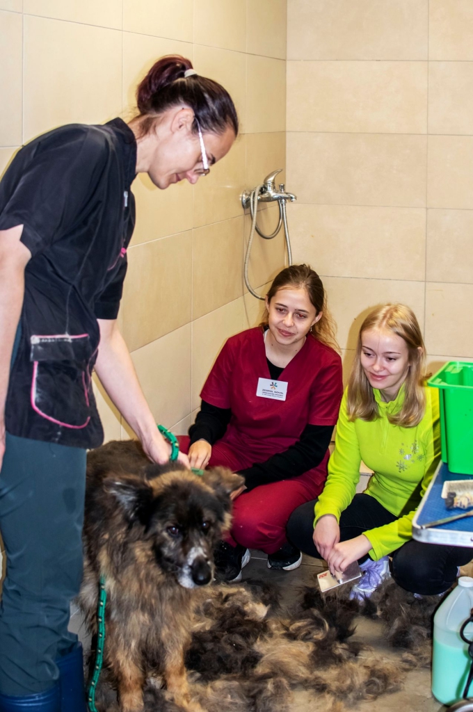 Psie spa w schronisku w Bełchatowie